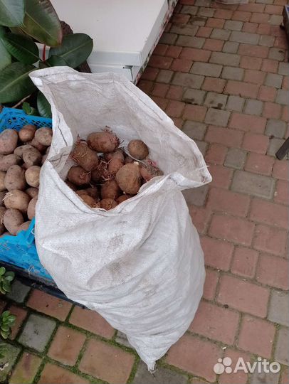 Картофель мешок