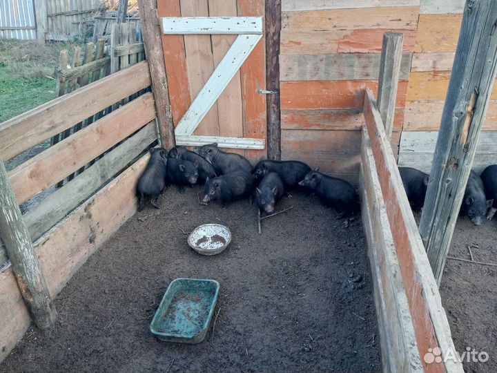 Вьетнамск вислобрюхий поросенок