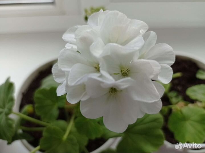 Пеларгония герань