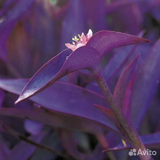 Традесканция фиолетовая (пурпурная)