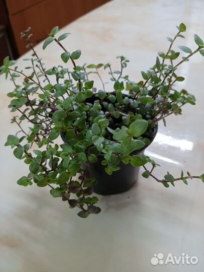 Коллазия ползучая