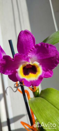 Орхидея дендробиум нобиле