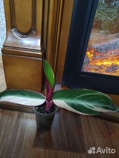 Ктенанта, строманта