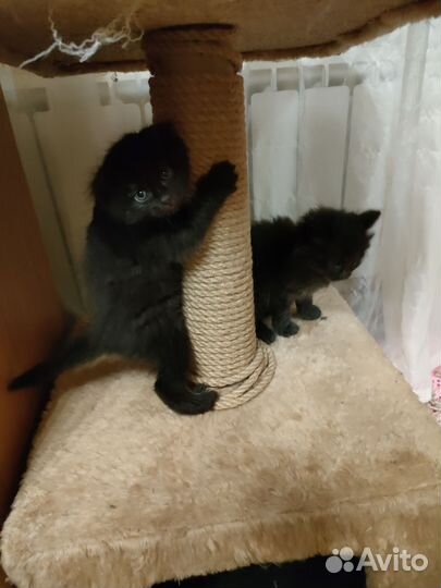 Котята