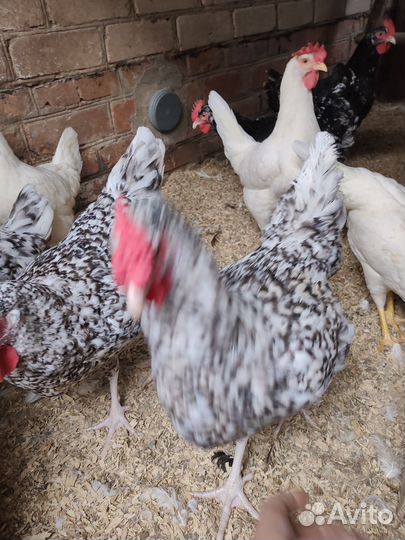 Куры пушкинская порода