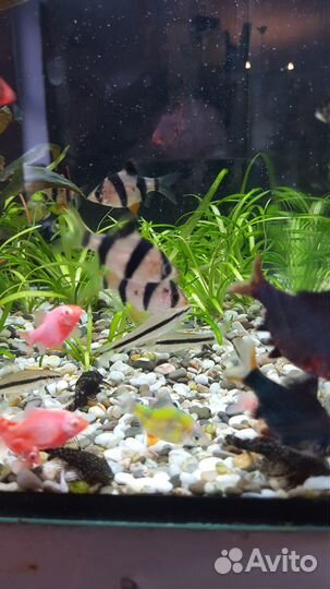 Аквариумные рыбки