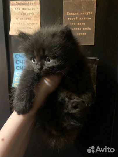Британские котята