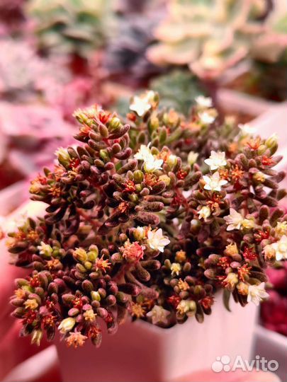 Суккуленты - крассулы, седум