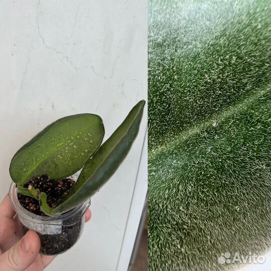 Цветы Хойя 2