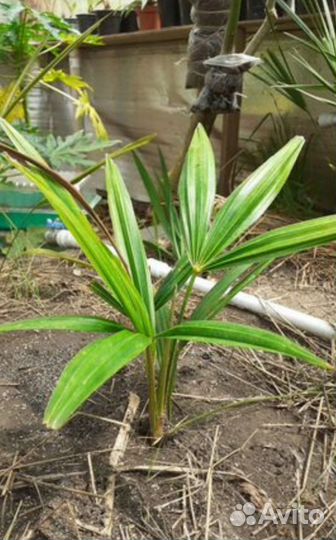 Пальма Трахикарпус, Хамеропс, вашенгтония, финик