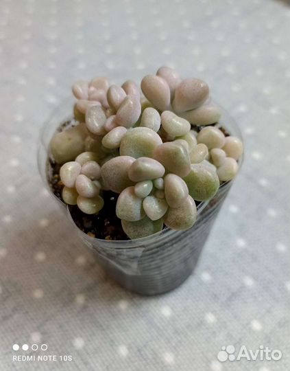 Суккуленты почтой часть 2 из 9