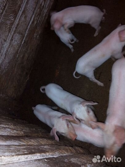 Поросята ландрас и дюрок