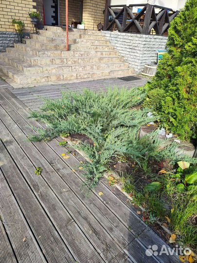 Слива, Бадан, Туя, Хоста