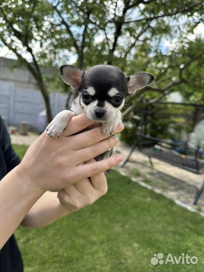 Щенки чихуахуа мини гладкошерстные