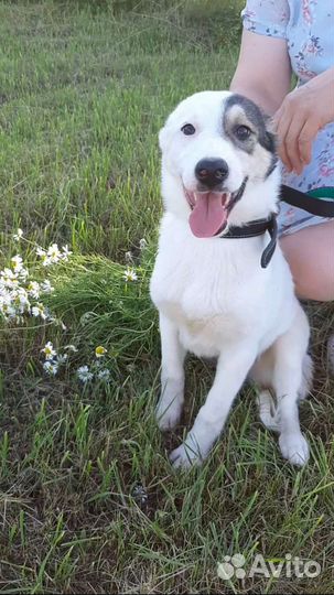 Собака в добрые руки щенок