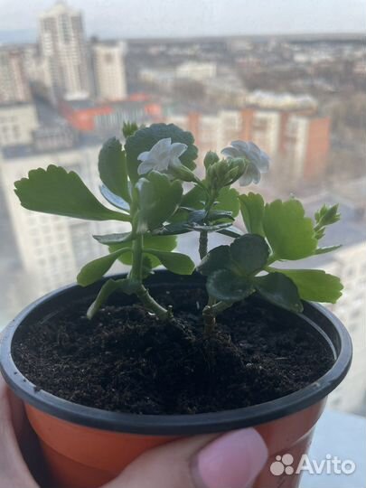 Комнатные растения Каланхоэ цветущий каланхое