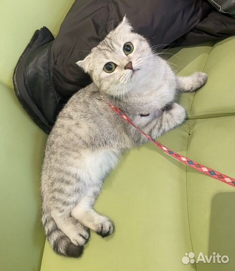 Вислоушка в добрые руки