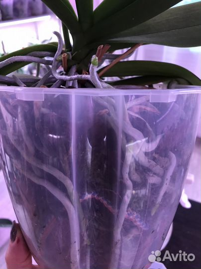 Орхидея Chiang Sapphire