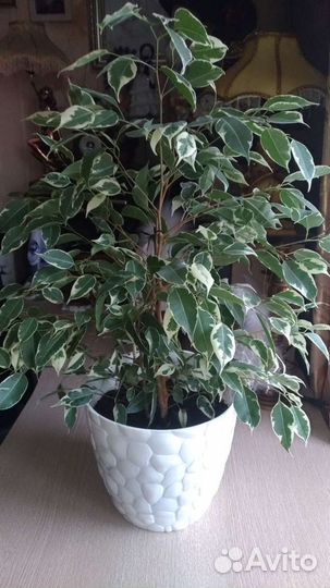 Фикус Бенджамина