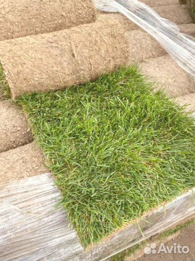 Рулонный газон 