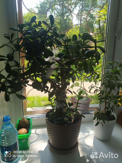 Комнатные цветы