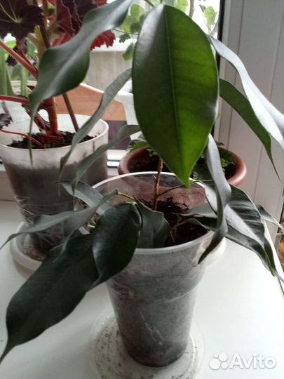 Фикус бенджамина