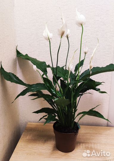 Спатифиллумы сортовые