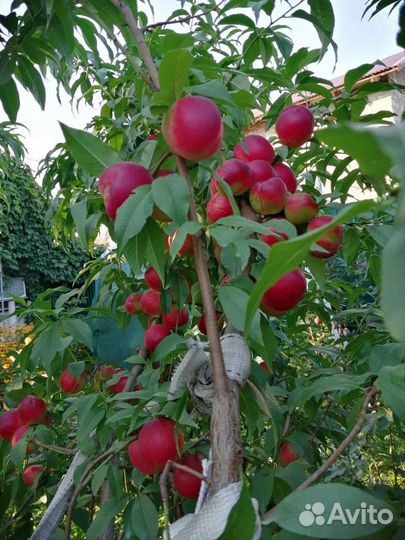 Нектарины персики