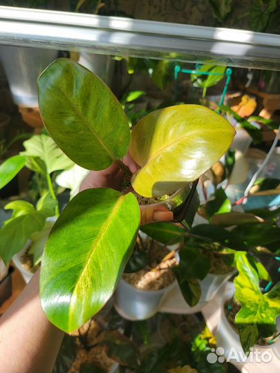 Фил Конго Ред Минт