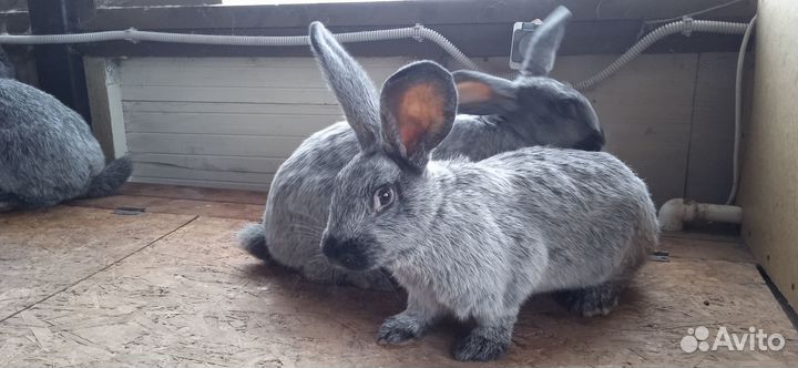 Кролик Полтавское серебро