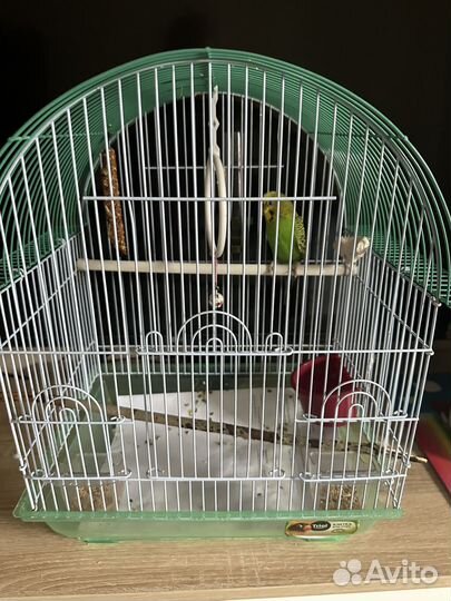 Волнистый попугай с клеткой