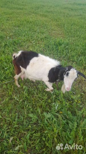 Продам козу