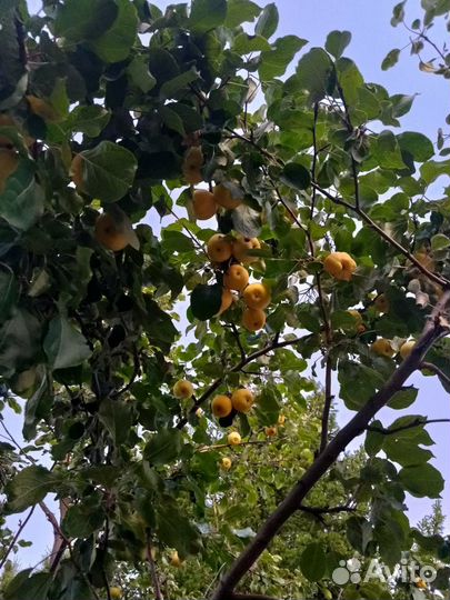 Яблоки ранетки