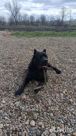 Достойный кобель ищет правильную девочку