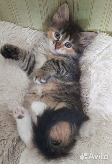 Котята ищут дом
