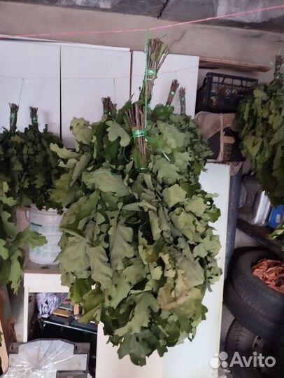 Дубовые веники для бани