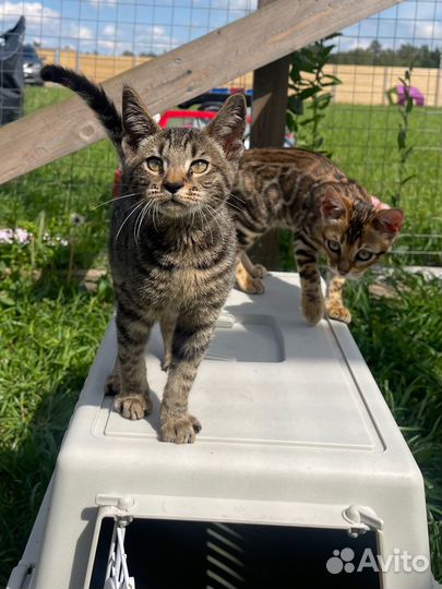 Чаузи f2 и f4, бенгалы