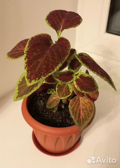 Комнатные растения