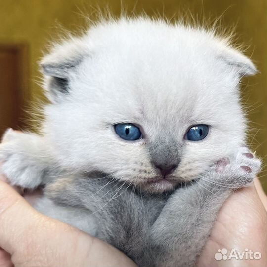 Шотландские котята