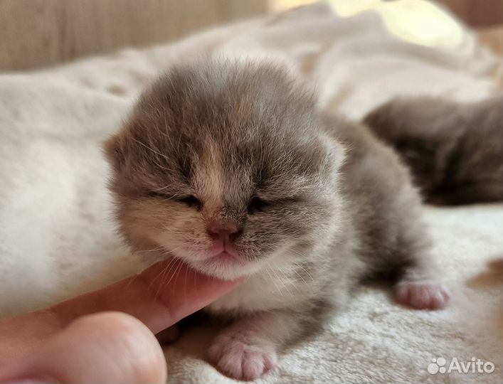 Британская плюшечка