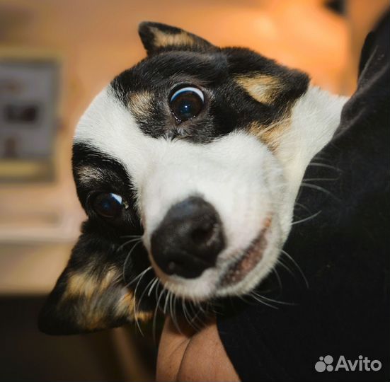 Трехцветная девочка корги пемброк РКФ