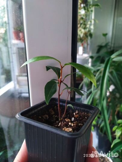 Лавровый лист