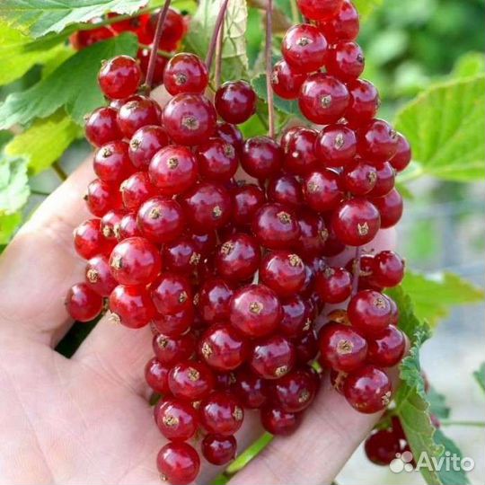 Саженцы смородины красной