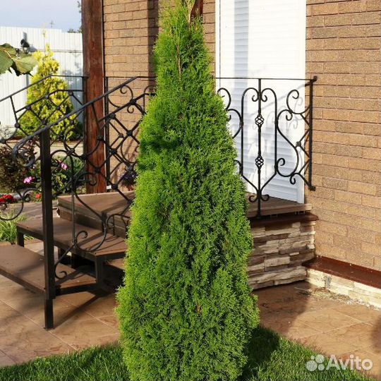 Западная туя 