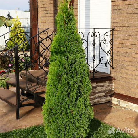 Западная туя 