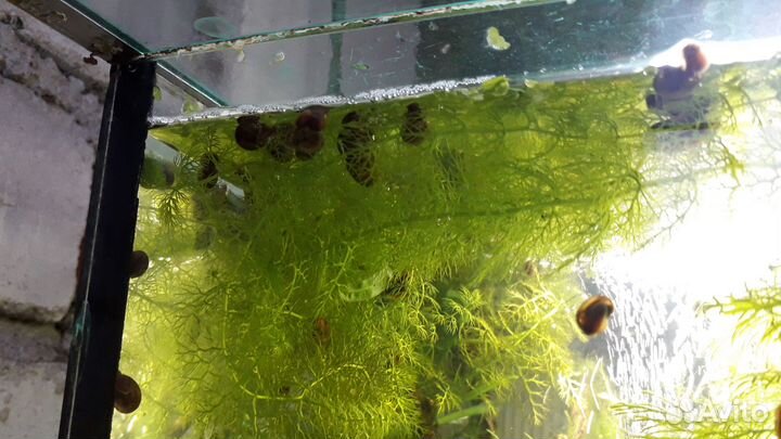 Растения для аквариума