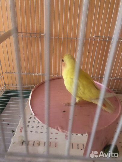 Попугай с клеткой