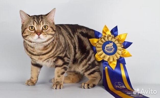 Шотландский кот для вязок