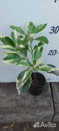 Саженцы цитрусовых Помело Вариегатное