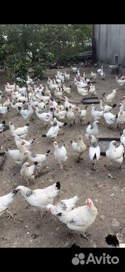 Петухи Адлеровской породы